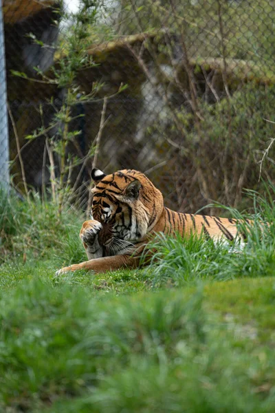 Vertical Shot Siberian Tiger Amur Tiger Lying Grass — Stock Photo, Image