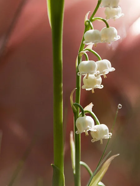 Plan Rapproché Une Fleur Blanche Nommée Lys Vallée Cultivée Dans — Photo