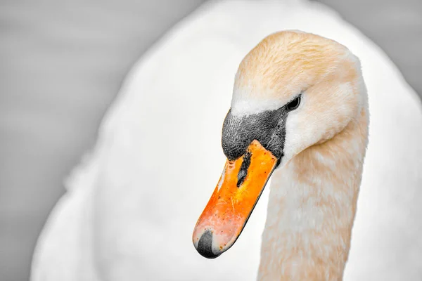 Una Vista Cerca Del Cisne Mudo Con Pico Amarillo — Foto de Stock