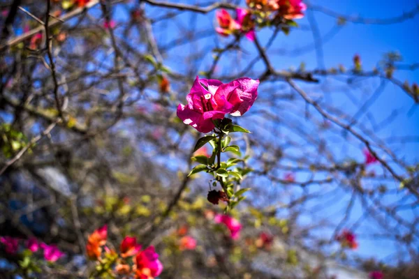 Een Zachte Focus Van Roze Bougainvillea Bloemen Bloeien Een Tuin — Stockfoto