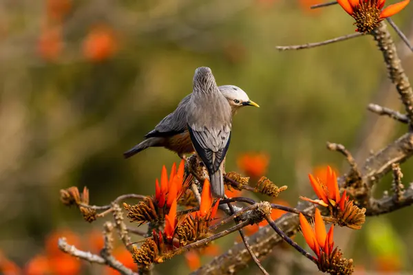 Enfoque Selectivo Dos Pájaros Estorninos Posados Árbol Floreciente — Foto de Stock