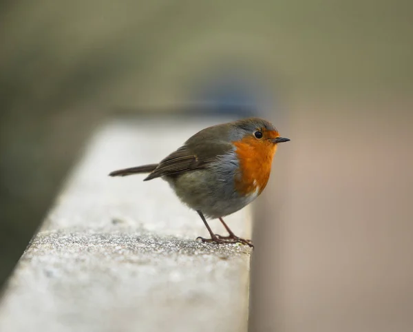A Shallow focus of a European robin bird standing on snow with a blurry background