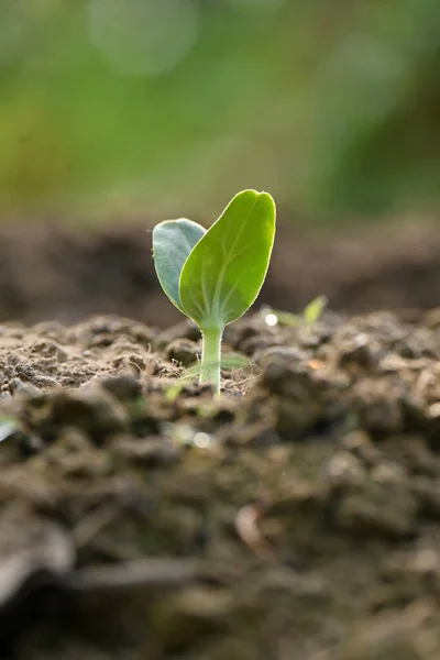 Closeup Green Leaves Park — Stockfoto