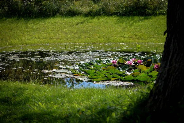 Nilüferleri Çimenlerdeki Yapraklarla Dolu Küçük Güzel Bir Gölete Yakın Çekim — Stok fotoğraf