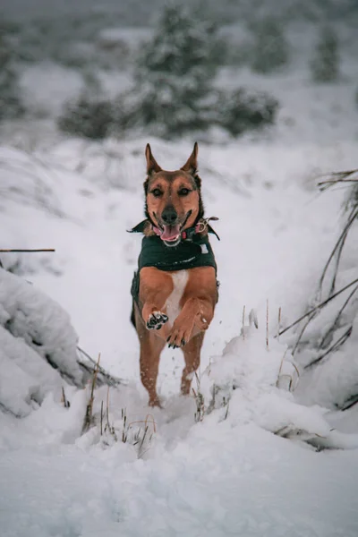 Vacker Bild Schäfer Hund Som Springer Vit Snö Marken Vinterdag — Stockfoto