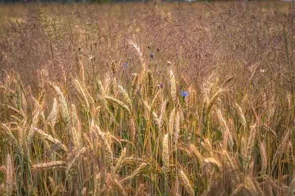 Eine Landschaftlich Reizvolle Aufnahme Der Weizenfelder Ende Des Sommers — Stockfoto