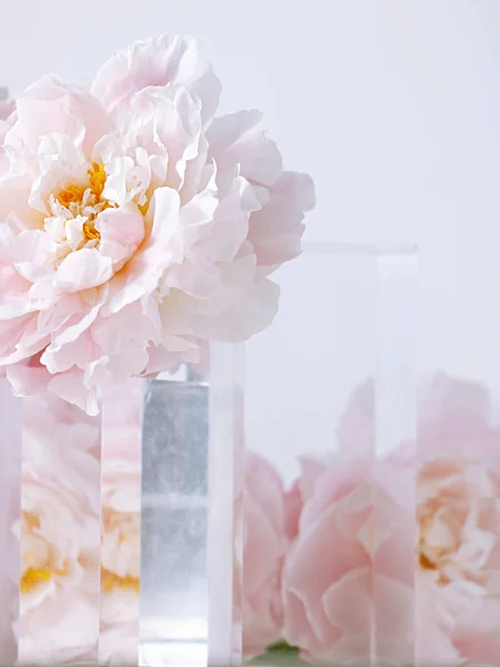 Pionowe Ujęcie Pięknych Różowych Kwiatów Piwonii Szklanym Wazonie Białym Tle — Zdjęcie stockowe