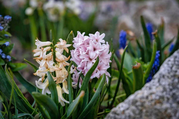 A large flower bed with large multi-colored hyacinths, traditional  beautiful spring floral background