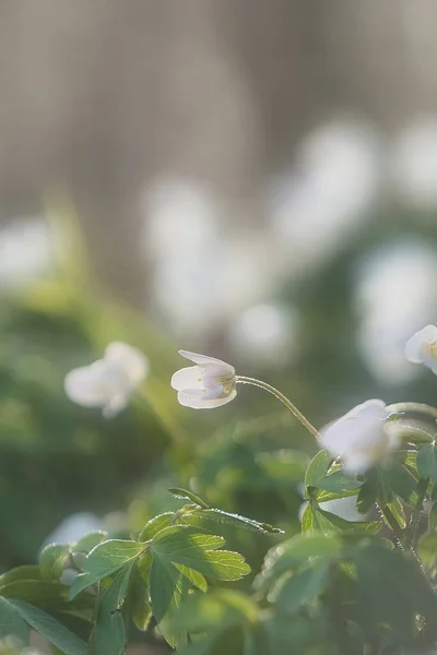 Närbild Bild Bild Trä Anemon Blommor Blommar Trädgården Solig Dag — Stockfoto