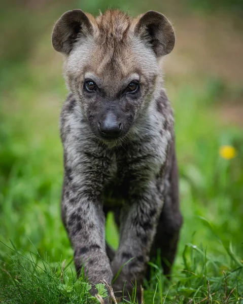 Detailní Záběr Mladé Skvrnité Hyeny Zvíře Trávě Rozmazaným Zeleným Pozadím — Stock fotografie