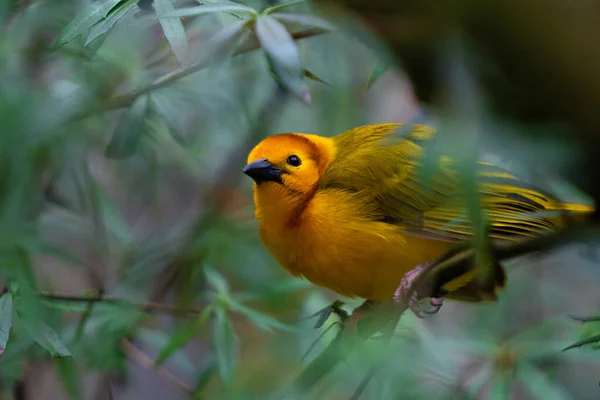 Eine Flache Fokusaufnahme Eines Östlichen Goldwebers Auf Einem Ast — Stockfoto