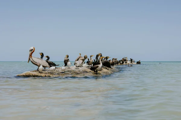 Beautiful Shot Waterbirds Standing Rock Formations Middle Sea Blue Sky — Stock Photo, Image