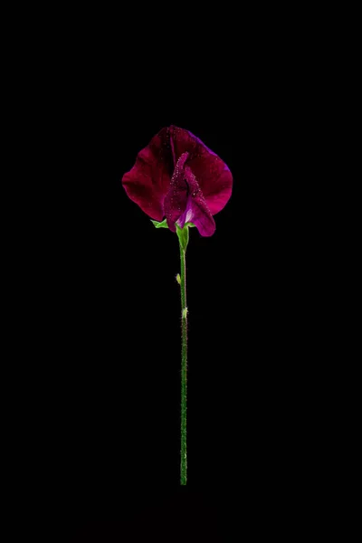 Beautiful Shot Blossom Sweet Pea Flower Isolated Black Dark Background — Stock Photo, Image