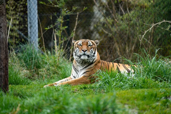 Siberian Tiger Amur Tiger Lying Grass — Stock Photo, Image