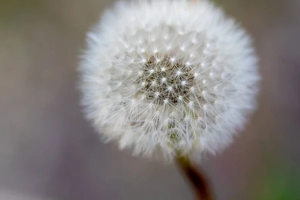 Een Rijpende Paardebloem Een Wazige Achtergrond — Stockfoto