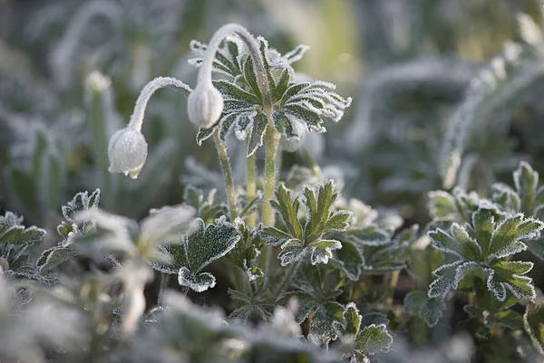 背景がぼやけている庭の美しい凍結した緑の植物の閉鎖 — ストック写真