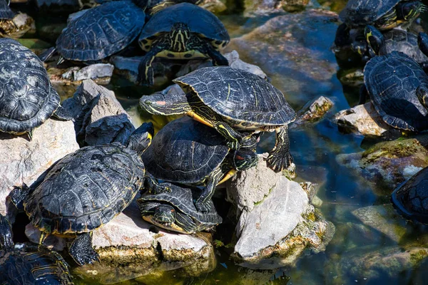 Een Mooie Opname Van Verschillende Waterschildpadden Bij Het Meer — Stockfoto