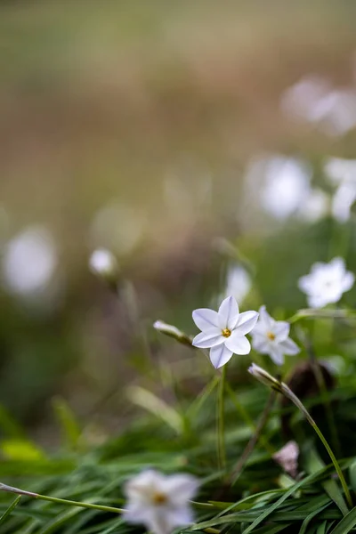 田野里美丽的白色野花的垂直镜头 — 图库照片