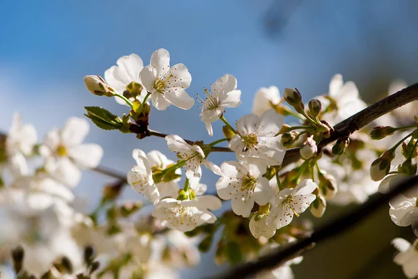 Zbliżenie Pięknego Kwitnącego Wiśniowego Drzewa Kwiaty Rozmytym Tle — Zdjęcie stockowe