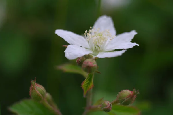Closeup Shot Red Raspberry Blossoming Garden — Stock Photo, Image