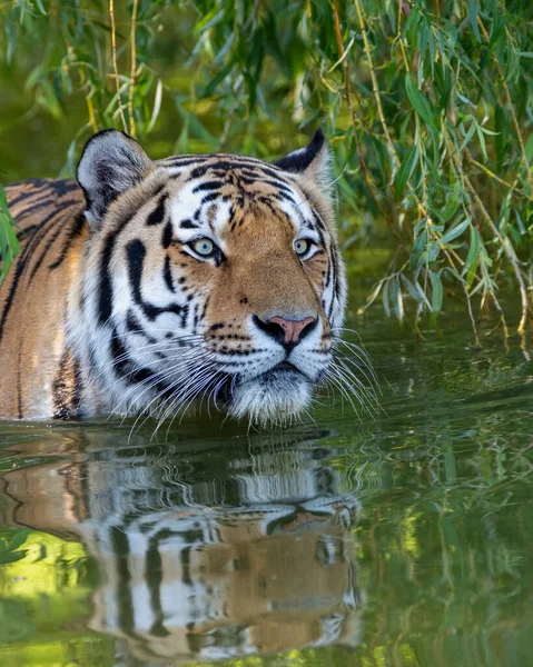 Вертикальный Снимок Дикого Тигра Воде Лесу — стоковое фото