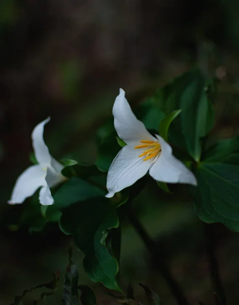 Selektiv Fokus Skott Blommande Trillium Blommor Trädgården — Stockfoto