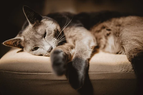 Detailní Záběr Šedé Roztomilé Kočky Spící Pod Slunečním Světlem — Stock fotografie
