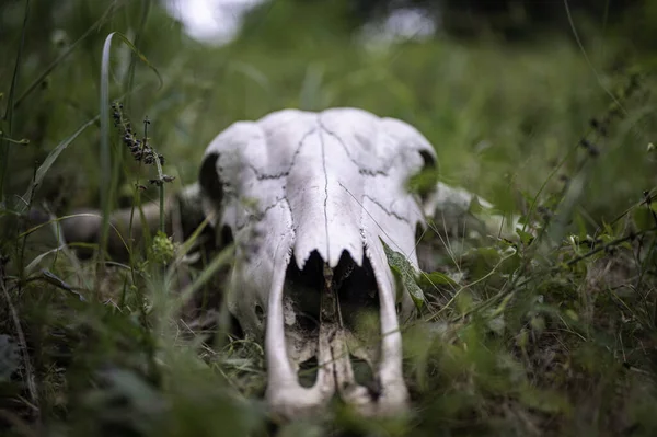 Selective Focus Shot Animal Skull Grass — Stock Photo, Image