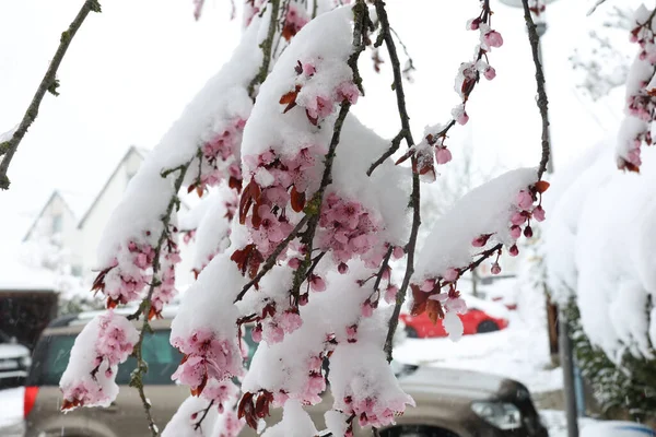 Detailní Záběr Kvetoucí Třešně Sněhu — Stock fotografie