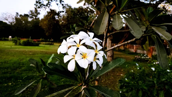 Eine Nahaufnahme Der Weißen Plumeria Blume Die Garten Wächst — Stockfoto