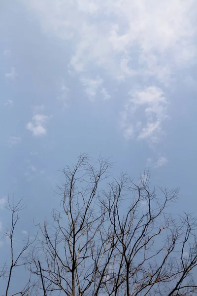 Döda Grenarna Träden Molnig Himmel Bakgrund — Stockfoto