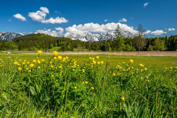 Uma Bela Foto Globeflowers Fundo Das Montanhas Karwendel Baviera — Fotografia de Stock