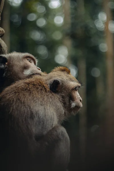 Selektywne Ujęcie Małp Siedzących Drzewie Parku — Zdjęcie stockowe