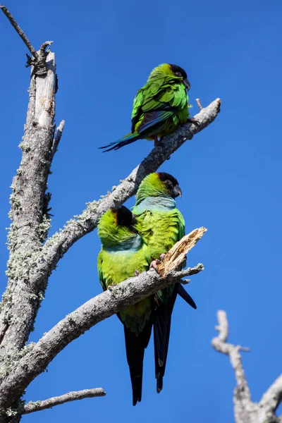 Svislá Fotografie Tří Nanday Conures Odpočívajících Stromě Zelených Papoušků Fort — Stock fotografie