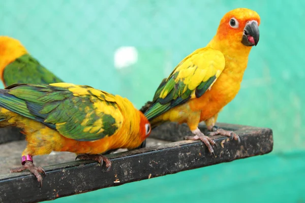 A portrait of two yellow and green parrots and a turquoise background