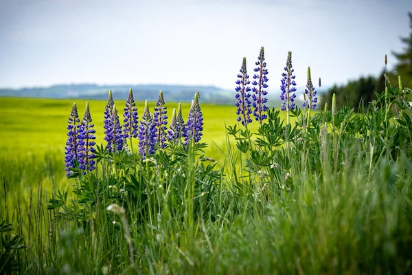 Een Close Shot Van Verse Lupine Bloeien Het Voorjaar — Stockfoto