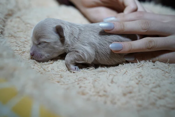 かわいい新生児の犬のクローズアップ — ストック写真