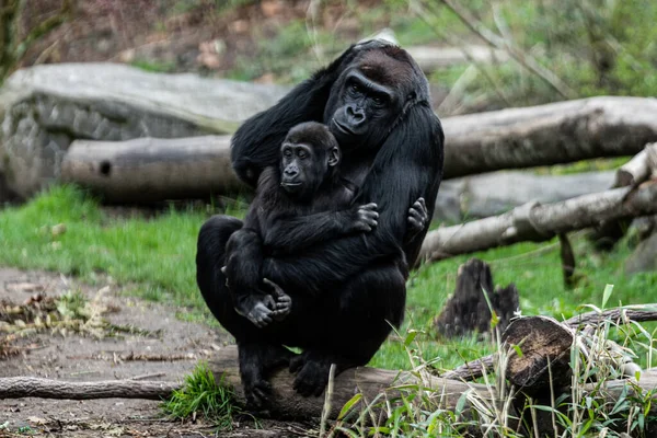 A young gorilla with its mother in their natural habitat