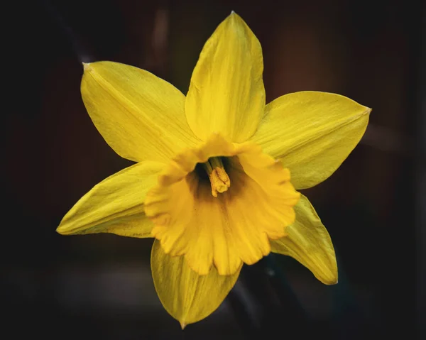 这是一朵美丽的黄色花朵的特写照片 花朵在黑暗中绽放 — 图库照片