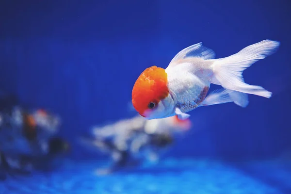 Closeup Shot Small White Aquarium Fish Orange Part Head — Stock Photo, Image