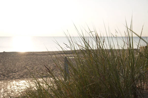 Çimlerin Ardındaki Deniz Manzarası Güneş Işığı — Stok fotoğraf