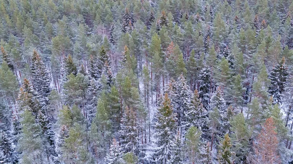 High Angle Shot Pine Trees Winter Field — Stock Photo, Image