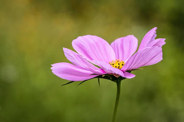 Selective Focus Shot Pink Cosmos Flower — Stock Photo, Image