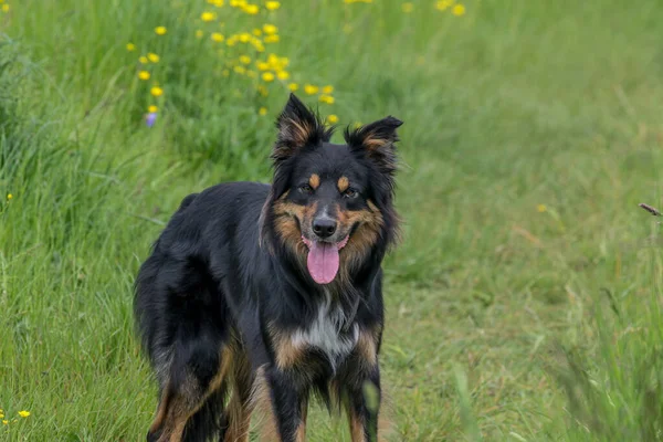 Een Oppervlakkige Focus Shot Van Een Boheemse Herder Hond Die — Stockfoto