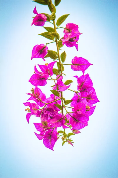 白とライトブルーの背景に隔離されたピンクの花の美しいショット — ストック写真