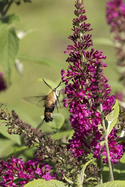 Zbliżenie Kolibra Ćma Pobliżu Pszczoła Balsam Kwitną Ogrodzie New Bern — Zdjęcie stockowe