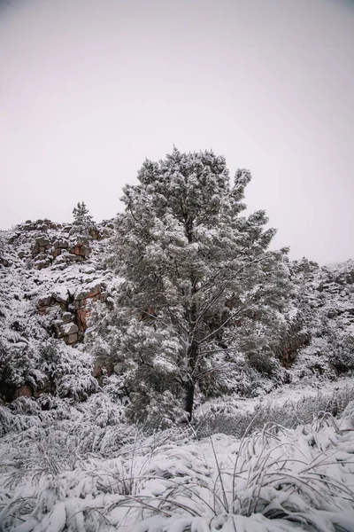 Ένα Κάθετο Πλάνο Από Ένα Δέντρο Χιονιού Λευκή Ενάντια Ένα — Φωτογραφία Αρχείου