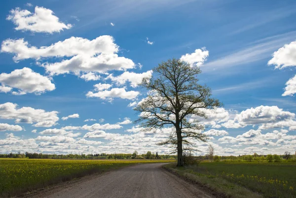 Uma Bela Vista Uma Estrada Terra Com Árvore Alta Prado — Fotografia de Stock