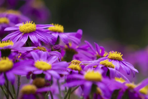 Malowniczy Widok Purpurowych Kwiatów Ogrodzie Rozmytym Tle — Zdjęcie stockowe
