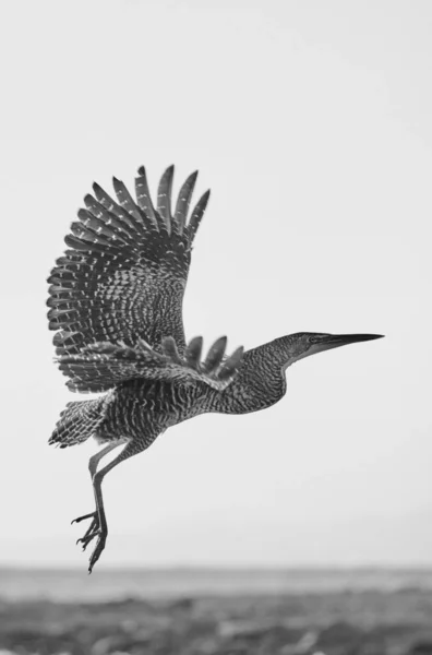 Grayscale Shot Cormorant Flight — Stock Photo, Image